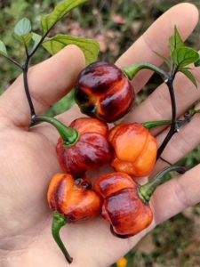 橙色麻点辣椒果香味儿种子,3粒.妖艳的外表 非常辣 浓郁的果