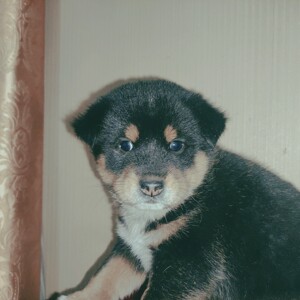 朋友农村极品四眼狗 很纯的中华田园犬 公的 虎头猫耳