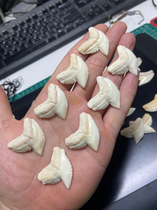 鲨鱼牙项链吊坠,牙齿标本,个性吊坠,耳钉,钥匙链