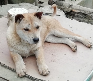广西土猎贵州土猎下司犬猎狗,发情白面土猎小狗,上山积极,找老
