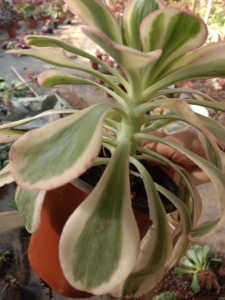 云南多肉植物批发老桩好养高档花卉绿植盆栽燕姿锦法师冠幅25