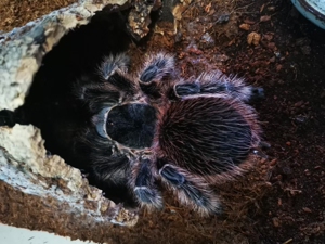 00furun1988淘宝巴伊亚猩红捕鸟蛛非所罗门火红暗灰一组十只价格 3l