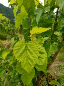 野生新鲜桑叶喂蚕宝宝饲料鲜嫩现摘现发纯天然桑树叶