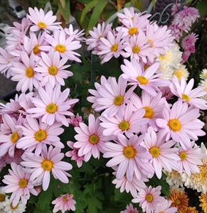 已经扦插成活的粉色菊花小苗多头菊,主图是群开的效果,开花巨美