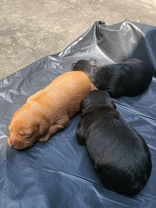 自养小鹿犬 免费领养宠物狗小鹿犬和泰迪串 两公一母   幼崽