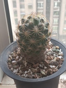 00蹦蹦跳商贸淘宝单棵 多肉植物 仙人球 顶花球狮子奋迅美刺 花卉