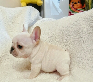 法斗幼犬犬狗狗都是自家繁殖的,按时做了疫苗驱虫,健康活泼,身