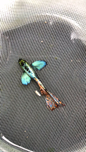 泰系象耳孔雀鱼好养好活超大超宽象耳,亚成鱼苗49一份2对送一