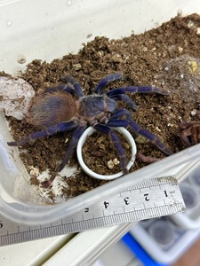 5-6厘米巴西大蓝蛛母
