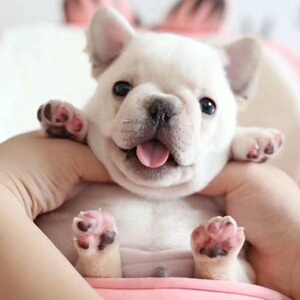 纯种法牛幼犬血统法国斗牛犬幼崽奶白法斗狗幼犬中小型家养宠物狗