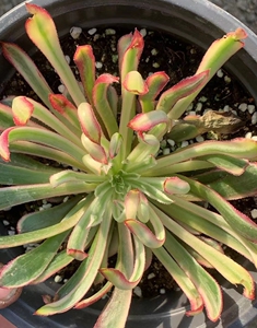 多肉法师,金丝楠木鱿鱼须,变异品种,也叫金丝菊,非常仙的一个