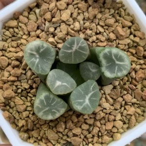 多浪哥万象,十二卷多肉植物,7厘米口径盆,请参考大小,4.