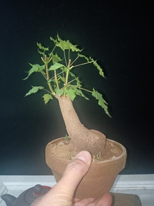 五角枫盆景老桩