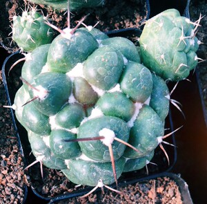 巨象实生 稀有仙人球 趣味桌面 多肉 绿植 室内防辐射盆栽