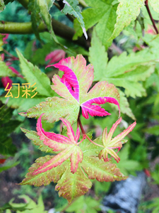 【幻彩红枫】幻彩红枫品牌,价格 - 阿里巴巴