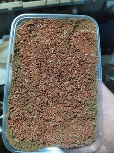 鸣虫卵#玉眼油葫芦卵#蟋蟀卵#玉眼冰糖紫