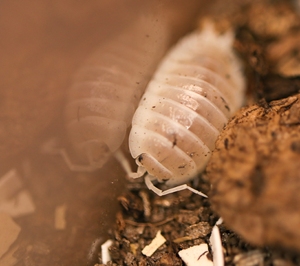 雪白光滑鼠妇,奶牛鼠妇的提纯种,背上稍微有点小黑斑点,个别个