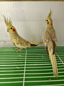 出古铜色珍珠玄凤   母鸟