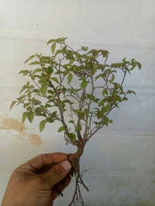 岩四手千金榆,鹅耳枥,办公桌盆景.各种形状规格都有,欢迎骚扰