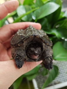 纯佛鳄龟爆刺大苗高背蛋甲能吃严格全品大头宽脸自然冷水冬眠