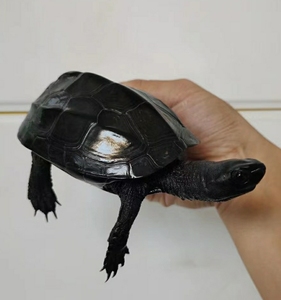 掌墨掌中宝墨龟草龟乌龟顶级刀刻密纹碳!黑度完美,百分之百碳化