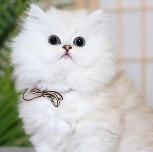 金吉拉色波斯猫