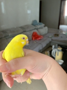 虎皮鹦鹉黄红眼