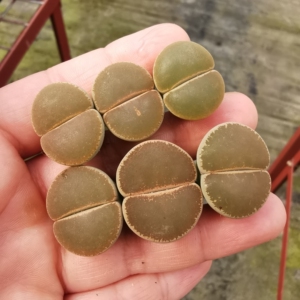 可挑 三年2cm和田玉 c153全窗紫熏 母本生石花