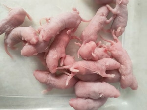 小白鼠乳鼠活鼠实验小白鼠   优质的宠物饲料鲜活发货