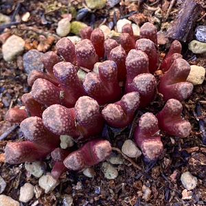 红火柴头肉锥, 火柴头arm1266 .   c.recon