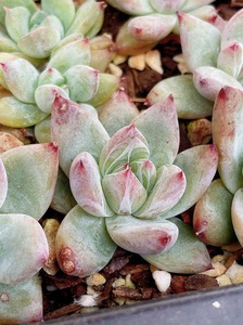 【卡罗拉杂多肉】卡罗拉杂多肉品牌,价格 - 阿里巴巴