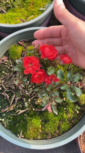 日本进口原盆八重咲长寿梅,就是玩个纯正品种,花色正不正不是靠