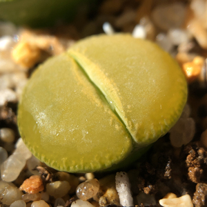 绿宝石,全窗绿紫薰,三颗脱土带盆打包