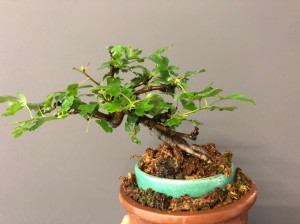 日本红花小叶姬山楂感兴趣的话点"我想要"和我私聊吧