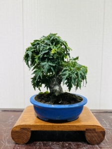琴姬 日本枫树 进口品种枫树 叶子很小的枫树盆栽