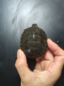 杂锦龟,东西杂红纹红腹全品小公6.2厘米.东锦西锦南锦杂锦中