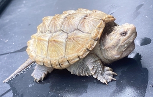 暴刺凶猛变异白佛佛鳄龟,巨头宽脸,状态如狗,超级帅,实拍照片