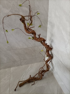 雨林缸造景攀爬藤饲养躲避美化造景 姥爷树蛙昆虫睫角盖勾亚寄居