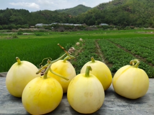 包邮【星甜小蜜蜂甜瓜】66山东新鲜水果香脆瓜蜜罐黄金瓜