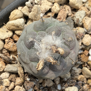 000人付款淘宝仙人球冬云娇丽