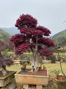 红花继木盆景树桩老桩庭院树不落叶古桩红继木树实物包邮一物一拍