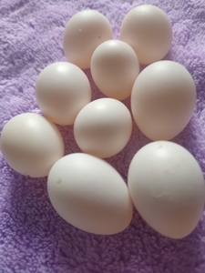 【玄凤鹦鹉蛋可孵化】玄凤鹦鹉蛋可孵化品牌,价格 - 阿里巴巴