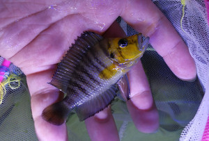 金头虎 虎鱼 面具虎 三湖虎鱼 三湖慈鲷