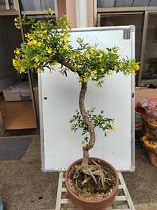 迎夏盆景,迎春.探春.常春.文人造型,线条优美,出枝到位.盆