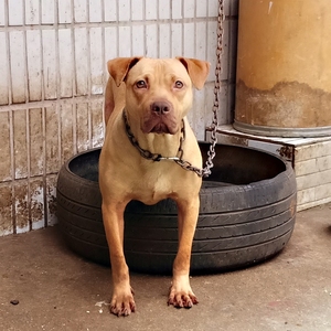 纯种普罗特猎犬配比特犬【标价即卖价】