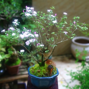 金边紫花六月雪,一手托小老桩,盆面以上高28㎝,冠幅36㎝