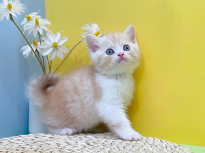 英短凯米尔色加白弟弟