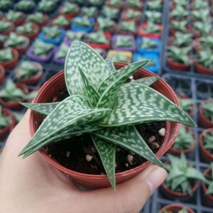 姬千代田锦百合科芦荟属多肉植物