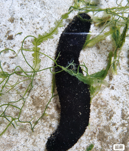 海参翻沙生物海缸海水过滤黑海参工具鱼