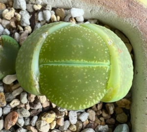 5年母本株生石花一物一拍